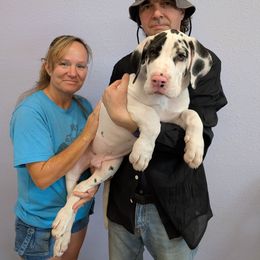 Hendrix - Great Dane puppy from Follow My Lead Great Danes