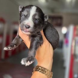 Wallis - Tri-color male Pomsky puppy in Mc Callsburg, Iowa from SZ Rolling Acres LLC