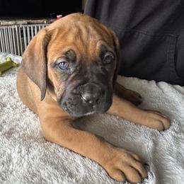 White collar female - Fawn female Boerboel puppy in Bon Aqua, Tennessee from Erickson Ranch Boerboels