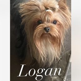 Logan - Blue and gold male Yorkshire Terrier puppy in Tempe, Arizona from Kissable baby face yorkies