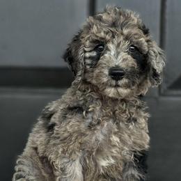Yosemite - Merle male Goldendoodle puppy in Granite Falls, North Carolina from Carolina Goldendoodles