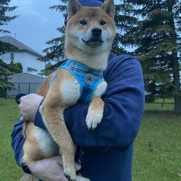 Shiba Inu Puppies from Hillsdale Shiba Inu