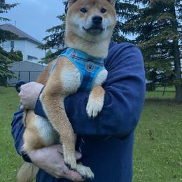Shiba Inu Puppies from Hillsdale Shiba Inu