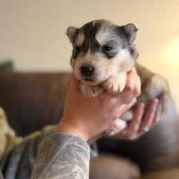 Red - Gray and white male Siberian Husky puppy in Virginia Beach, Virginia from Fly Siberian