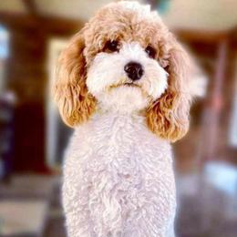 Lou Lou - Goldendoodle