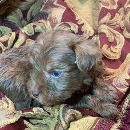 Chocolate Chip - Brown male Schnoodle puppy in Kentucky from Mrs Bs Teeny Schnauzers & Doodles
