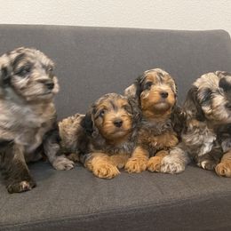 Aussiedoodle and Miniature Australian Shepherd Puppies from Dazy Mayze Mini Aussies and Aussiedoodles
