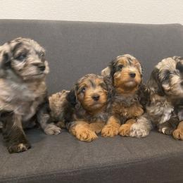 Aussiedoodle and Miniature Australian Shepherd Puppies from Dazy Mayze Mini Aussies and Aussiedoodles