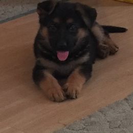 Belgian Malinois and German Shepherd Puppies from War Cry German Shepherds