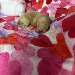 Monty - Cream male Dachshund puppy in Lake City, Florida from My Ditzy Doxies of Florida