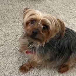 So-So - Yorkshire Terrier