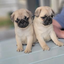 Pug Puppies from Pugs513