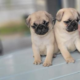 Pug Puppies from Pugs513