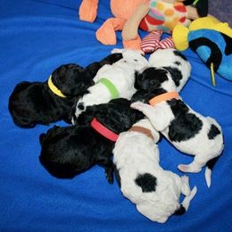 Poodle Puppies from Ramzees Poodles