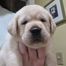 Yellow Girl - Yellow female Labrador Retriever puppy in Andrews, South Carolina from Leyland Cypress Retrievers