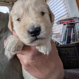 Treble - Golden female Golden Retriever puppy in Cody, Wyoming from Bliss Creek MTN Meadows