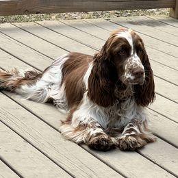 Anise - English Springer Spaniel