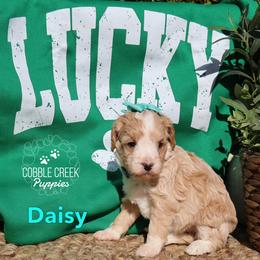 Daisy - Yellow and white female Bernedoodle puppy in Heyworth, Illinois from Cobble Creek Puppies