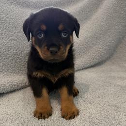 Cinder - Black and mahogany female Rottweiler puppy in Parker, Colorado from Denver Rottweilers