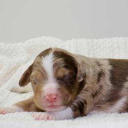 Gruber - Red merle male Aussiedoodle puppy in Decatur, Illinois from Signature Doodles