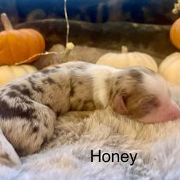 Girl 2 - female Miniature Australian Shepherd puppy in Kentucky from Natural Life Ranch