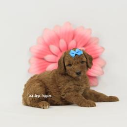 Cinder - Red  female Poodle puppy in Republic, Missouri from Red Skye Puppies