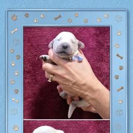 Boy 3 - Light golden male Golden Retriever puppy in Webberville, Michigan from All by grace goldens
