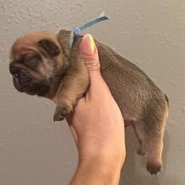 Fawn Sable Male OFA'd parents - Blue fawn male French Bulldog puppy in Billings, Montana from Montana Made Frenchies