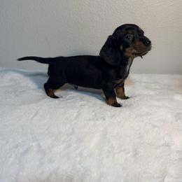 Dachshund Puppies from K9 Royal Club