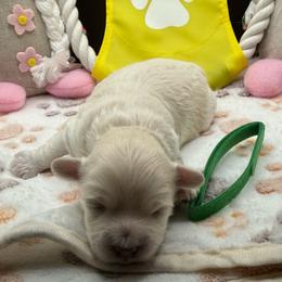Sawyer - Cream male Maltipoo puppy in Colonial Beach, Virginia from BeachRidge Pups