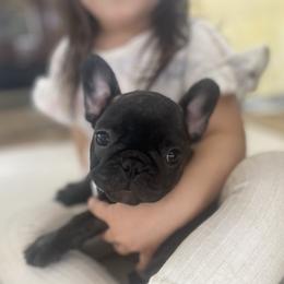 Millie - Brindle female French Bulldog puppy in Sidney Center, New York from iFrenchi