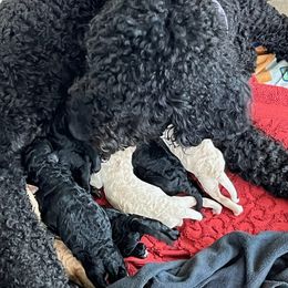 Australian Labradoodle Puppies from Oodles of Doodles