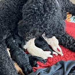 Australian Labradoodle Puppies from Oodles of Doodles
