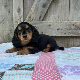 Lotus - Black and tan female Dachshund puppy in Squires, Missouri from Hudson’s Hounds