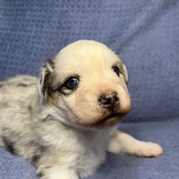 Australian Shepherd puppies from PCG Farms