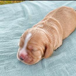 Astrid - Buff female Cocker Spaniel puppy in Deer Park, Texas from Southern Sunset Cockers