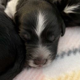 Aussiedoodle puppies from Sugar Creek Oodles