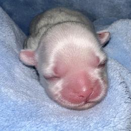 Flash - Gold and white male Shih Tzu puppy in Austin, Arkansas from Starfire Shih Tzu