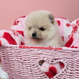 Romeo - Cream male Pomeranian puppy in Los Angeles, California from Pommies of LA