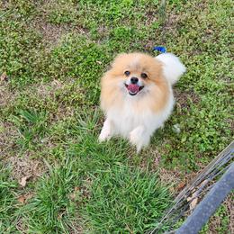 Twister - Pomeranian