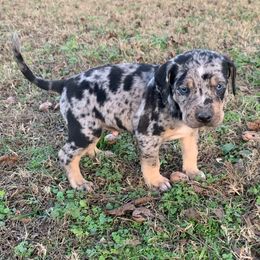 Boy 3 - Blue merle male Catahoula Leopard Dog puppy in Gadsden, Alabama from Rich Cat’s