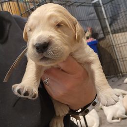 Gray - Golden male Golden Retriever puppy in Lucasville, Ohio from Halo Kennels