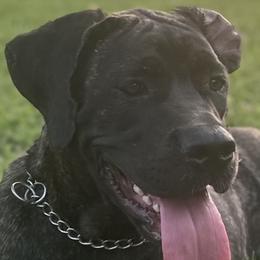 Cane Corso Puppies from Miracle City