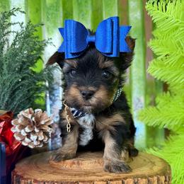 Duke - Black and tan male Yorkshire Terrier puppy in Howe, Oklahoma from Ray Holder