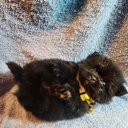 Pomeranian Puppies from Ramos' Pommies