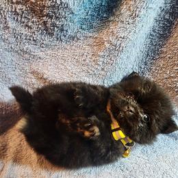 Pomeranian Puppies from Ramos' Pommies
