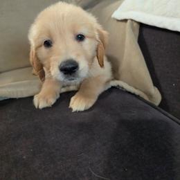 Girl 3 - Golden female Golden Retriever puppy in Greenbrier, Tennessee from Glambleberry Goldens
