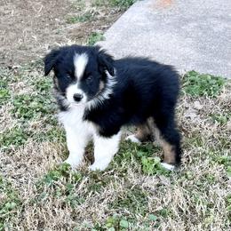 Cisco - Black tri-color male Australian Shepherd puppy in Mount Vernon, Texas from RJ's Aussie Posse