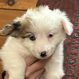 Maeve - White and fawn female Pembroke Welsh Corgi puppy in Lima, New York from Hickory Springs Corgis