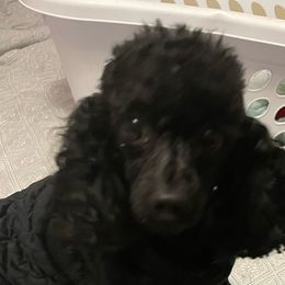 Delilah - Poodle